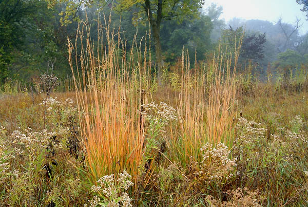 Autumn's Prize, Konza Prairie