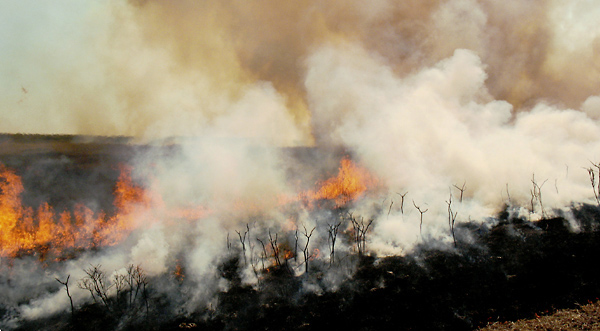 Bellowing, Konza Prairie