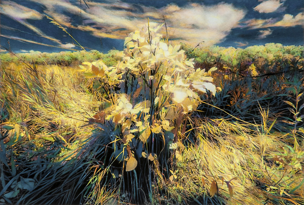 Surprise Bouquet, Konza Prairie