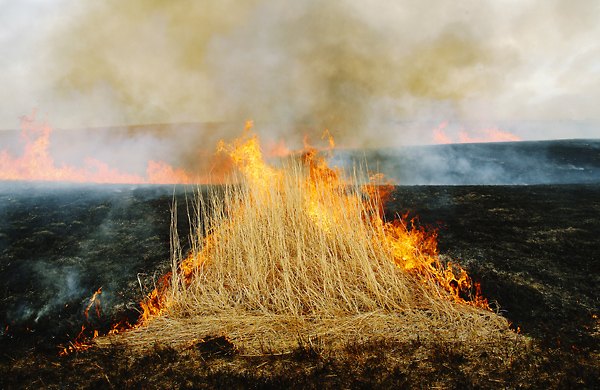Brush Away, Konza Prairie