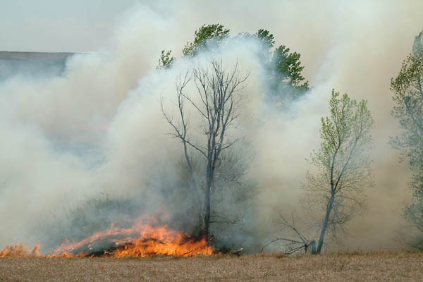 Caught, Konza Prairie