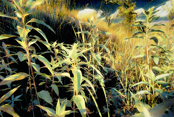 Charging Out, Konza Prairie