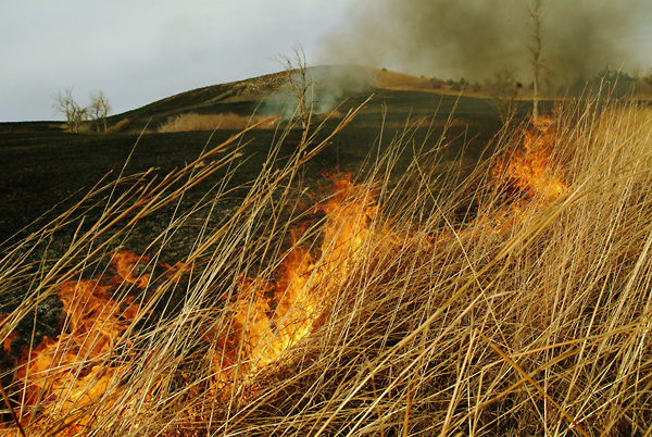 Clearing Out, Konza Prairie