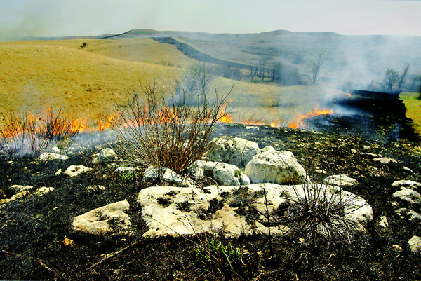 Crowned, Konza Prairie