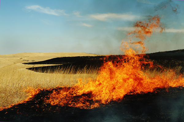 Cutting Out, Konza Prairie