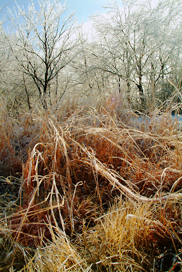 December Glaze, Konza Prairie