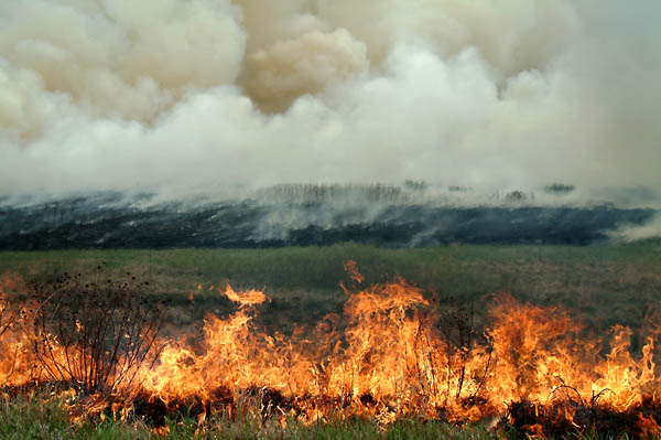 Fire Fence, Konza Prairie