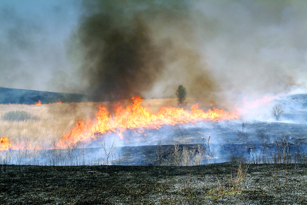 Fire Glazed, Konza Prairie