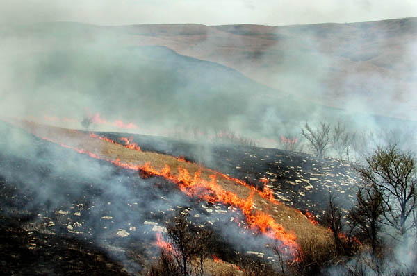 Fire Trail, Konza Prairie