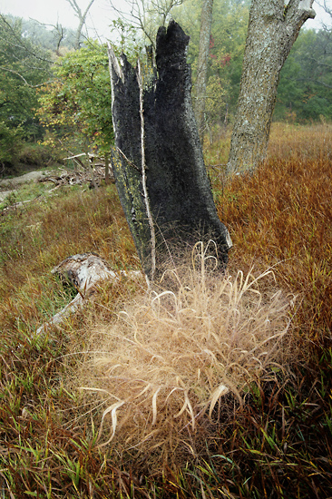 Genesis, Konza Prairie