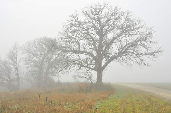 Guardian, Konza Prairie