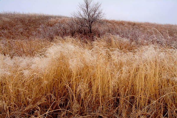 January Crisp, Konza Prairie