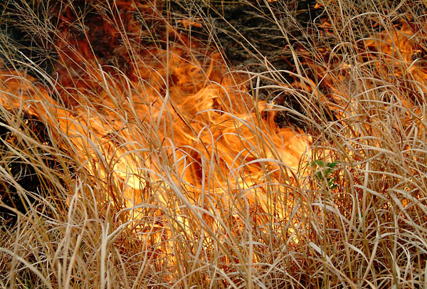 Last Dance, Konza Prairie