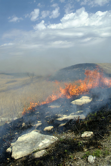 Revealed, Konza Prairie