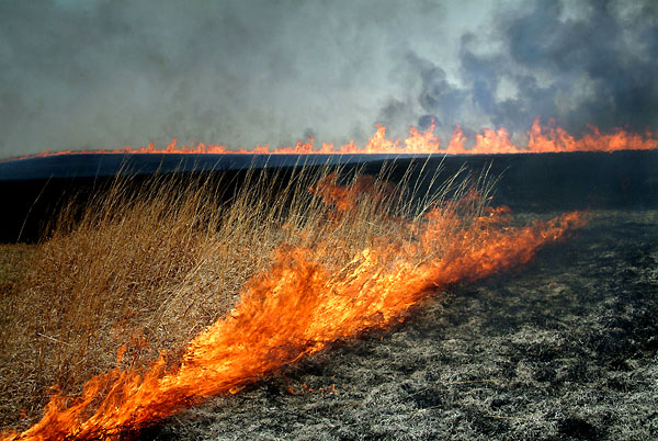 Ripped, Konza Prairie