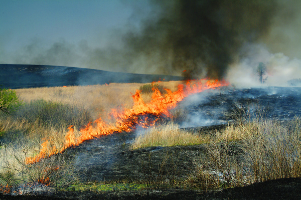 Sliced, Konza Prairie
