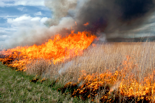 Spring Cleaning, Konza Prairie
