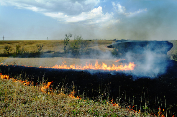 Straight Shot, Konza Prairie
