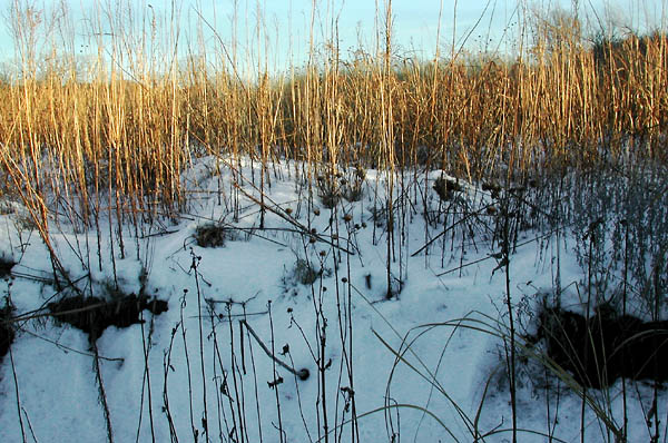 Straights, Konza Prairie
