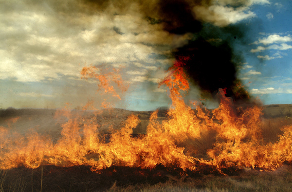Strike!, Konza Prairie