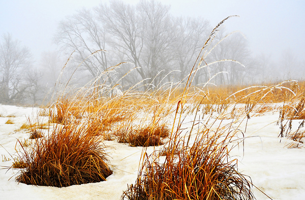 Swing And Sway, Konza Prairie