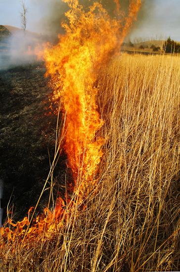 Swiveling, Konza Prairie