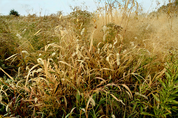 Wiggles, Konza Prairie