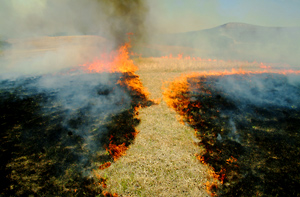 Fire Path