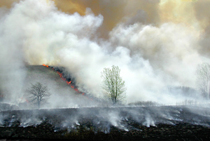 Fire Tail