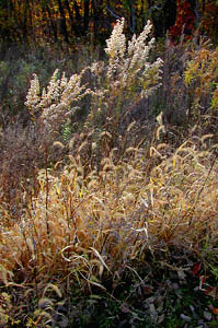 Prairie Mix